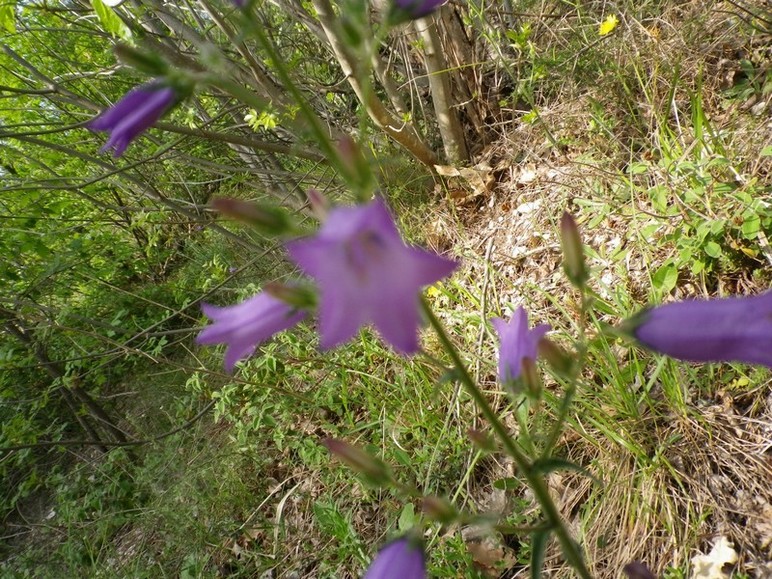 Campanula sibirica